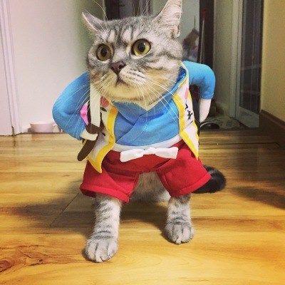 Funny cats and dogs costumes